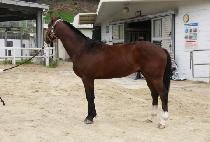 ��ī�̽��� (SKY STORM) ����