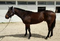 �̽����ڸ��� (MR. KOREA) ����