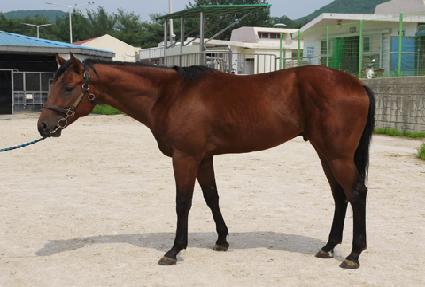 �ٶ����۽�Ʈ ����