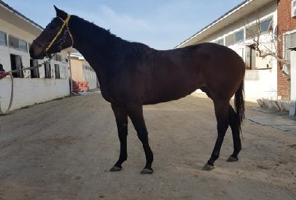 ���帲 ����