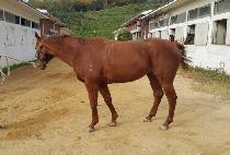 ������ (BAEKDU JANGSU) ����