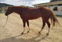 �ΰ溼Ʈ (BUGYEONG BOLT) ����