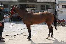 ������ƾ (CELESTINE) ����