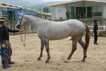 ����� (SAE DIXIE) ����