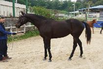 ��緯�� (GOLDEN RUNNER) ����