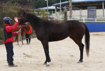 ����Ͻ� ����