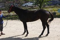 �θ������̵� (ROMAN BLADE) ����