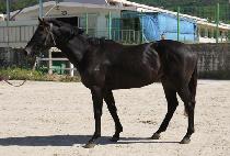 �ູ��Ÿ (HAENGBOK STAR) ����