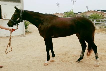 �ʰ����ʰ� ����