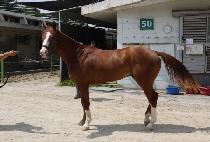 ĥ��ĥ�� (CHILJONG CHILGEUM) ����