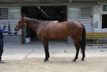 �Ž������� (POX RANGER) ����