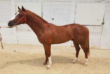 Ʈ����Ƽ ����