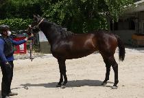 ���� (SUPER) ����