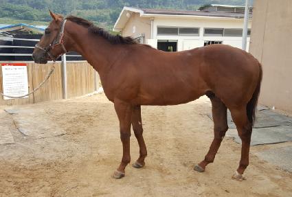 ���ִ�ø ����