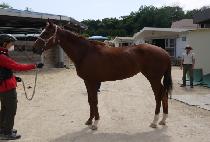 �������轺 (ORANGE SOCKS) ����