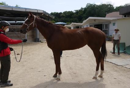 �������轺 ����