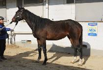 �޸��¿��̽� (DALLINEUN ACE) ����