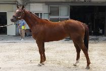 ���ｺŸ (SEOUL STAR) ����