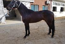 ���������� (BORAMCHANSEONGGONG) ����