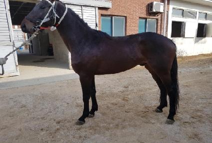 ���������� ����