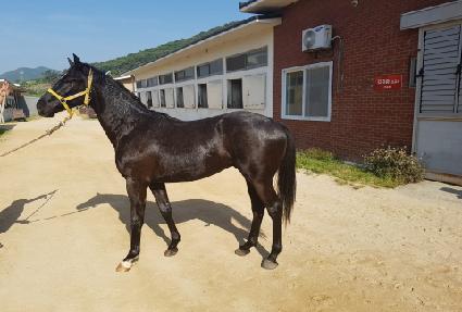 ���̳ο����� ����