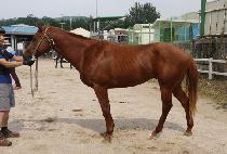 ���� (MUSA) ����