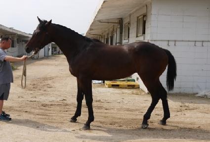 ����ϵ帲 ����