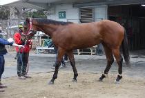 ���̽�ĵƮ (ACE CANT) ����