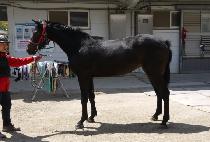 �������� (JUNGDONG DOKJU) ����