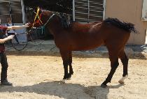 INDIAN CHUJANG picture