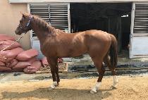 ����Ʈ���� (PERFECT BOSS) ����