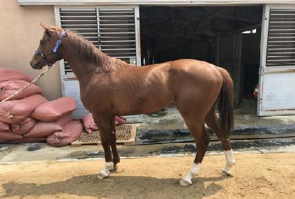 ����Ʈ���� ����