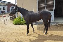 �޹��� (KKUM BAWI) ����