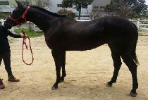 �����̰�� (B.K. GOLD) ����