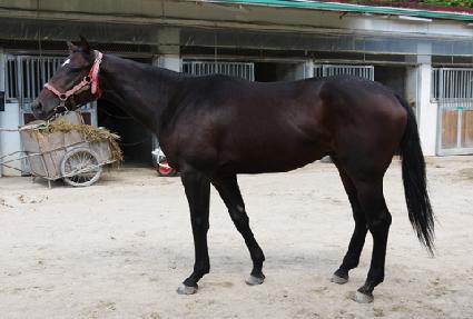 ����Ʈ���� ����