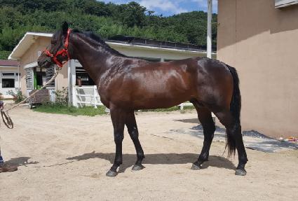 ��ī�����̵� ����