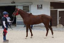 ī�϶󽺾�ũ (KAILAS YAK) ����