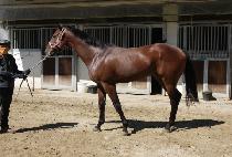 ��Ű��Ű (LUCKY ROOKIE) ����