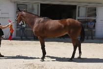 �ŵ���̶��� (MAD MOIRAI) ����