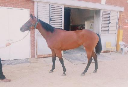 ���������� ����