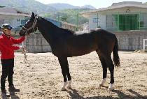 ����� (STORMY) ����