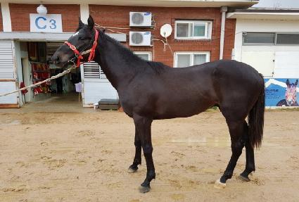 ���ѽŰ��� ����