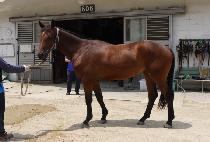 �ź��̸��� (GEOBOOGI MANSE) ����