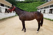 ������ (THUNDER QUEEN) ����