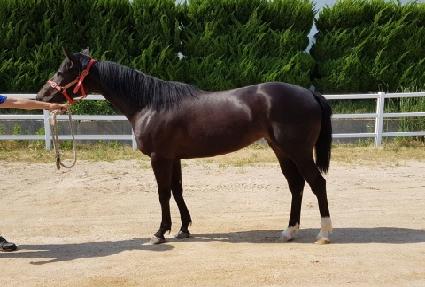 ü�����μ� ����