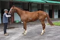 ��ƿ�� (STEEL RUN) ����