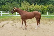 ��Ÿ��� (STAR WOMAN) ����