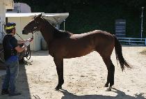 �۽�Ʈ���� (FIRST THUNDER) ����