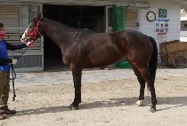 �ް����̽� (MEGA ACE) ����