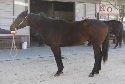 �������ʺ� ����